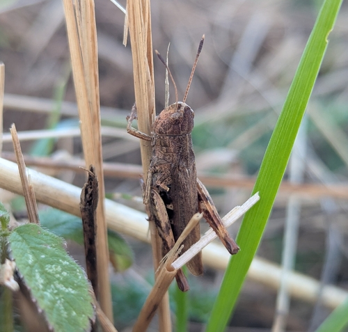 Rufous Grasshopper