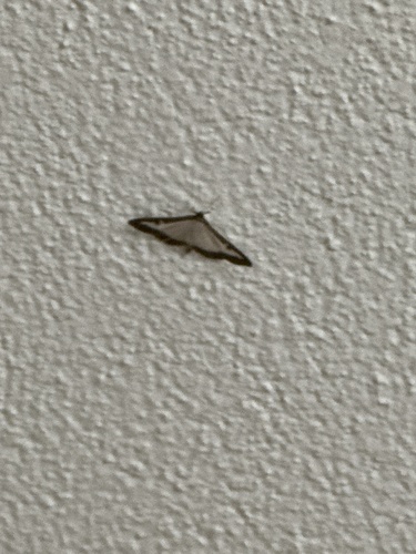 Box Tree Moth