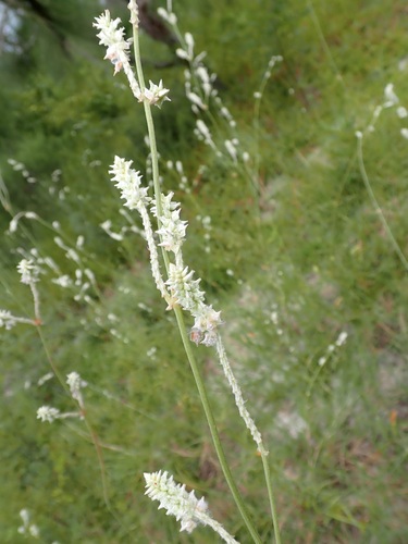 Froelichia floridana, photograph 2