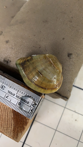 Deertoe Mussel