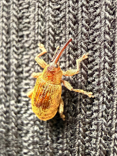 Dorytomus filirostris