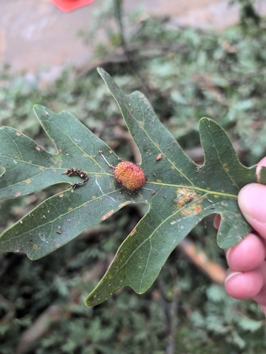 Hedgehog Gall Wasp