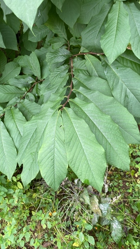 common pawpaw