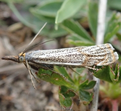 Thisanotia chrysonuchella