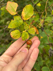 Rosa nutkana, photograph (c) Aden Sommerville, some rights reserved (CC BY)