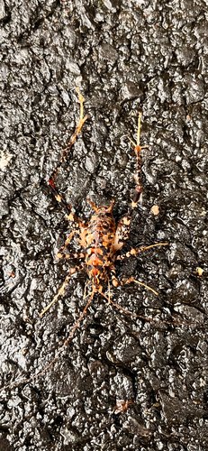 Japanese Camel Cricket