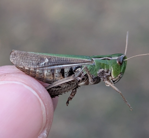 Stripe-winged Grasshopper
