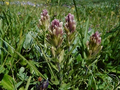 Castilleja pulchella