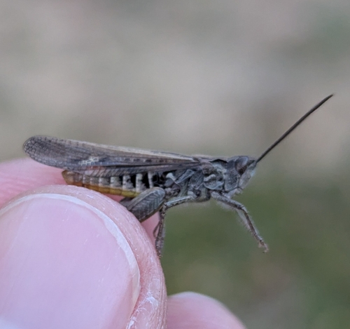 Common Field Grasshopper