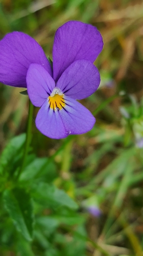 Wild Pansy