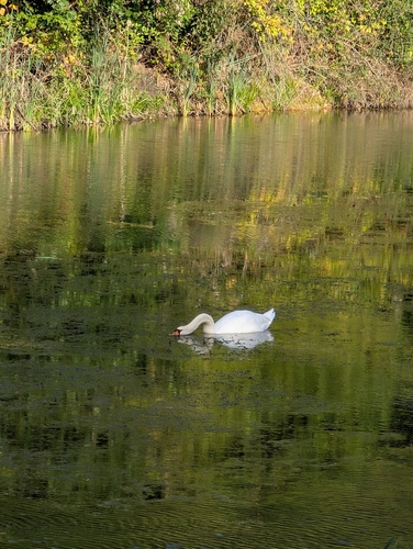 Mute Swan