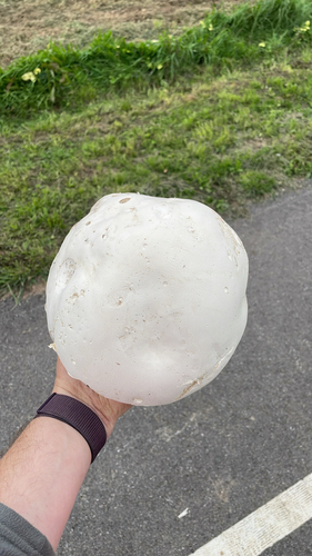 giant puffball