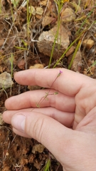 Leptosiphon bolanderi