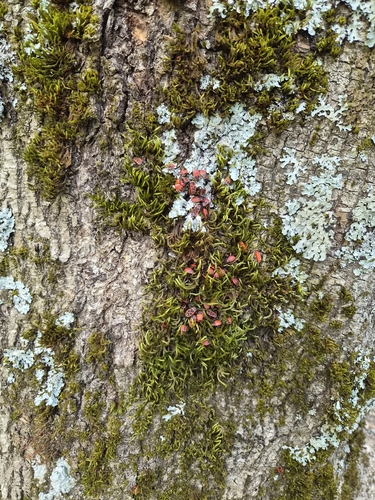 European Firebug