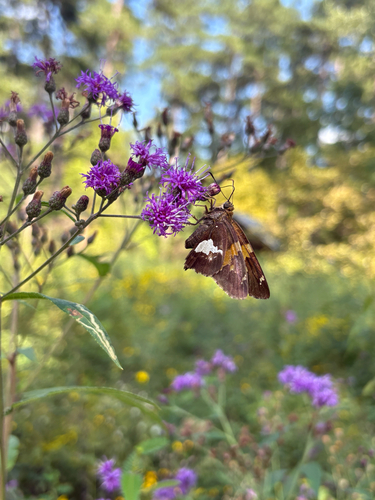 Silver-spotted Skipper