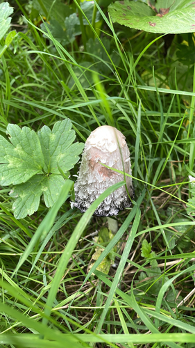 Shaggy Mane