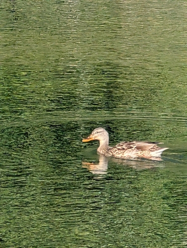 Mallard