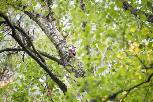 Great Spotted Woodpecker