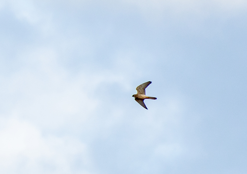 Eurasian Kestrel