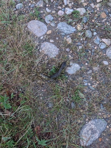 Western Tiger Salamander
