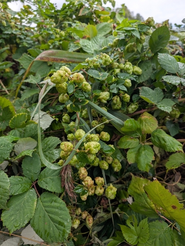common hops