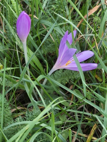 Autumn Crocus
