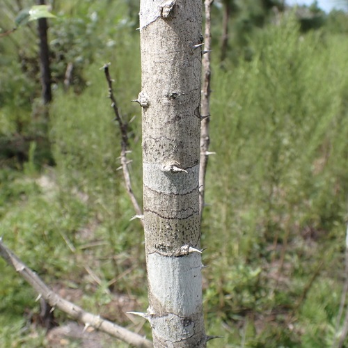 Zanthoxylum clava-herculis