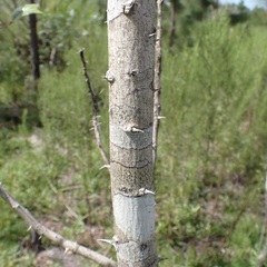 Zanthoxylum clava-herculis