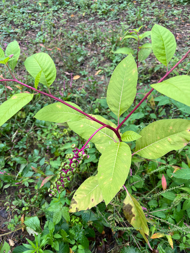 American pokeweed