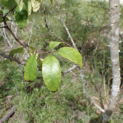 Zanthoxylum clava-herculis, photograph 1