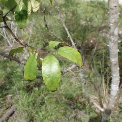 (c) Laura Gaudette, some rights reserved (CC BY) Zanthoxylum clava-herculis, photograph (c) Laura Gaudette, some rights reserved (CC BY)