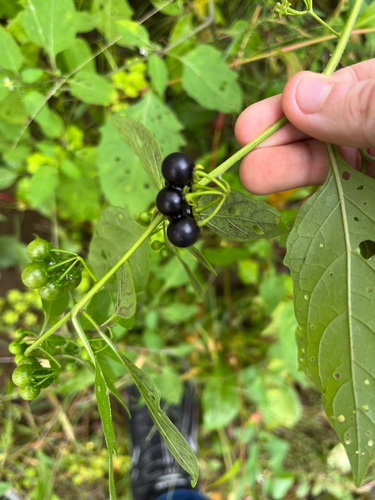 eastern black nightshade