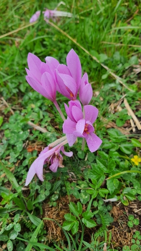 Autumn Crocus