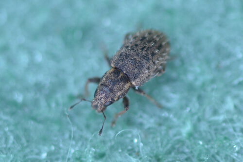 Clover Weevil