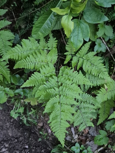 limestone oak fern