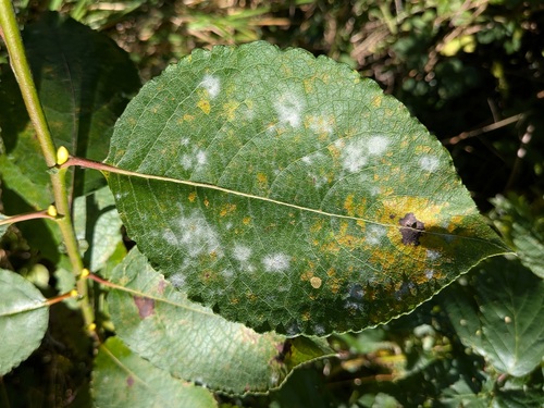 sallow mildew