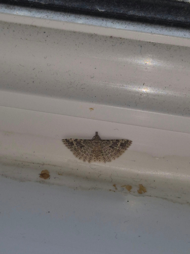 Twenty-plume Moth
