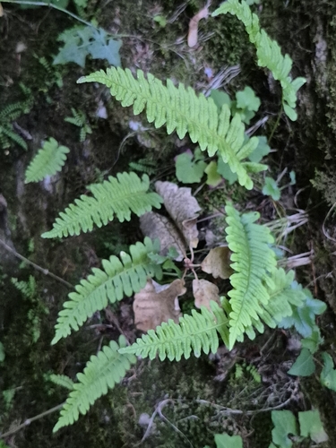 common polypody