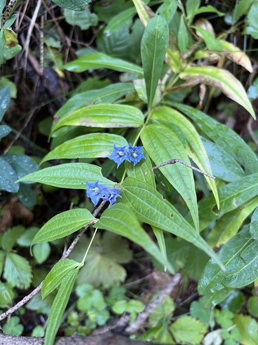 willow gentian photographed in Bosnia and Herzegovina