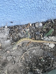 Elgaria multicarinata