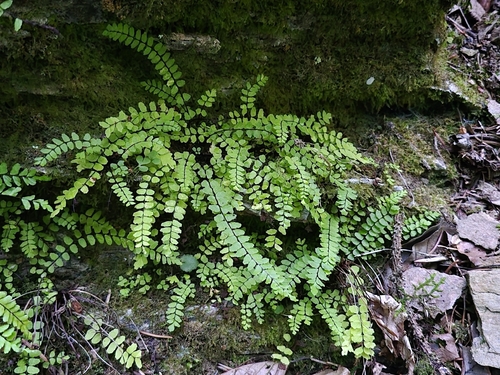maidenhair spleenwort