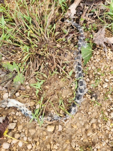 Central Ratsnake