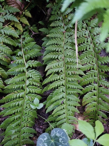 hard shield fern