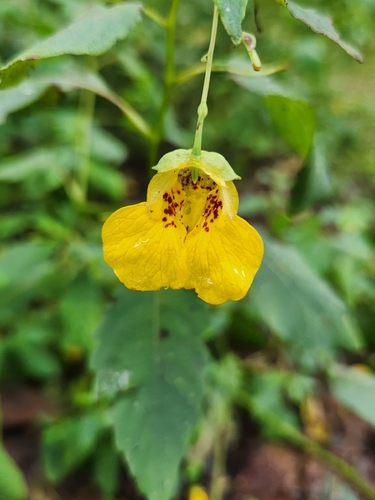 pale jewelweed
