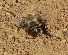 Diadasia bituberculata