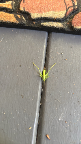Southern Oak Bush-cricket