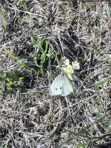 Small White