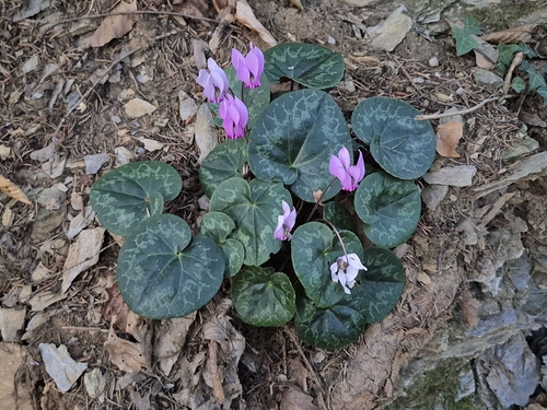 European Cyclamen