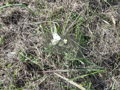 Eastern Bath White