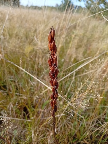 Platanthera bifolia, 2026-09-20